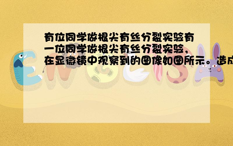 有位同学做根尖有丝分裂实验有一位同学做根尖有丝分裂实验，在显微镜中观察到的图像如图所示。造成这种情况的原因可能是（C）    ①取材位置不合适          ②取材时间不合适    ③制片