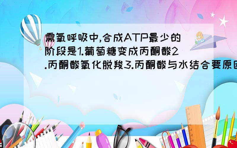 需氧呼吸中,合成ATP最少的阶段是1.葡萄糖变成丙酮酸2.丙酮酸氧化脱羧3.丙酮酸与水结合要原因