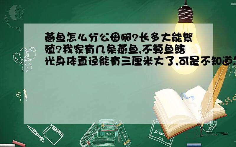 燕鱼怎么分公母啊?长多大能繁殖?我家有几条燕鱼,不算鱼鳍光身体直径能有三厘米大了,可是不知道怎么分公母啊,而且不知道什么时候可以繁殖啊?请问长多大才能下小鱼啊?