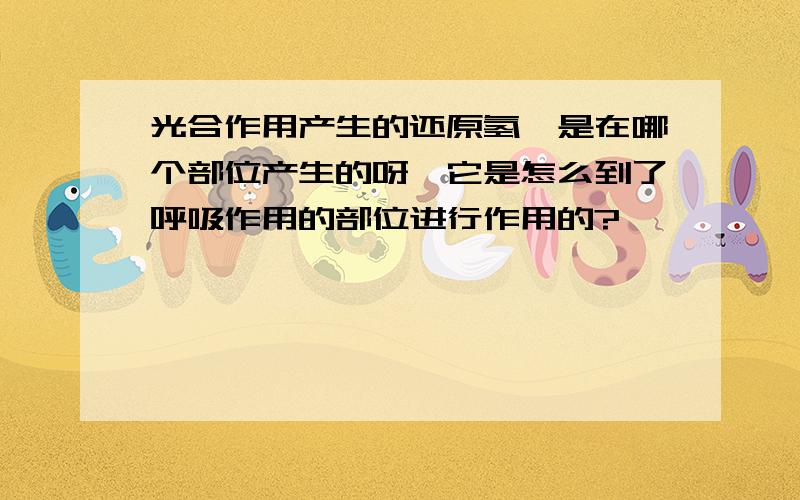 光合作用产生的还原氢,是在哪个部位产生的呀,它是怎么到了呼吸作用的部位进行作用的?