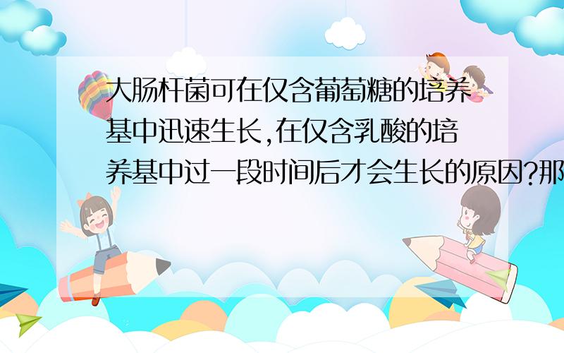 大肠杆菌可在仅含葡萄糖的培养基中迅速生长,在仅含乳酸的培养基中过一段时间后才会生长的原因?那么，乳糖在大肠杆菌中如何被利用！