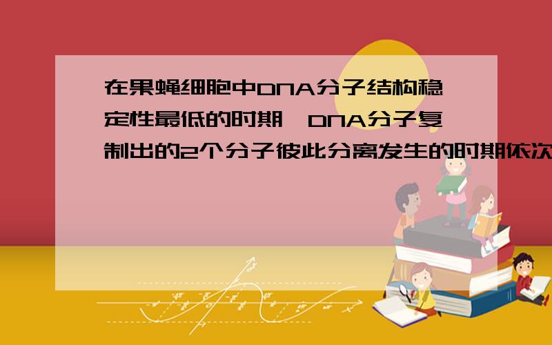 在果蝇细胞中DNA分子结构稳定性最低的时期、DNA分子复制出的2个分子彼此分离发生的时期依次是A．分裂间期：有丝分裂后期和减数第一次分裂后期B．分裂前期；有丝分裂后期和减数第一次