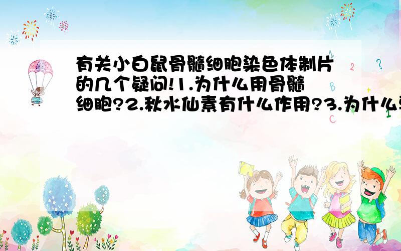 有关小白鼠骨髓细胞染色体制片的几个疑问!1.为什么用骨髓细胞?2.秋水仙素有什么作用?3.为什么要把剪碎的骨头放在氯化钾进行渗透处理?渗透作用原理是什么?4.在进行滴片时为什么载玻片要