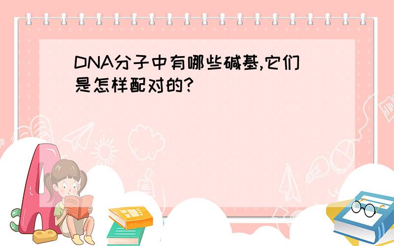 DNA分子中有哪些碱基,它们是怎样配对的?