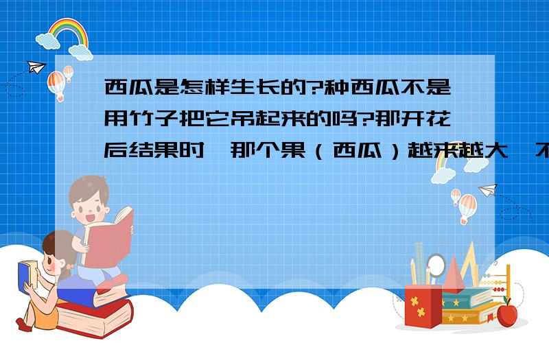 西瓜是怎样生长的?种西瓜不是用竹子把它吊起来的吗?那开花后结果时,那个果（西瓜）越来越大,不是要掉下来砸坏吗?它是怎样生长的?