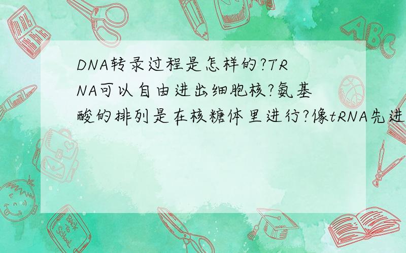 DNA转录过程是怎样的?TRNA可以自由进出细胞核?氨基酸的排列是在核糖体里进行?像tRNA先进入细胞核然后转录核糖体里的一条是TRNA而另一条是肽连?第二个问题上的TRNA改成MRNA