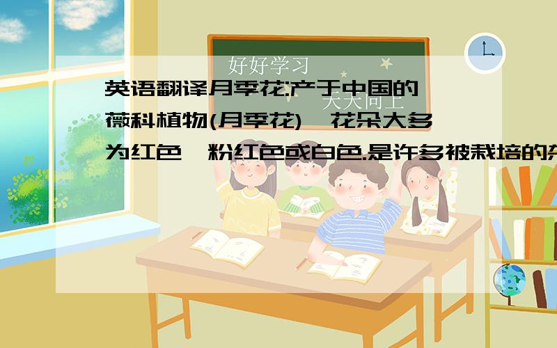 英语翻译月季花:产于中国的蔷薇科植物(月季花),花朵大多为红色、粉红色或白色.是许多被栽培的杂种蔷薇的原种.