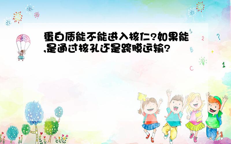 蛋白质能不能进入核仁?如果能,是通过核孔还是跨膜运输?