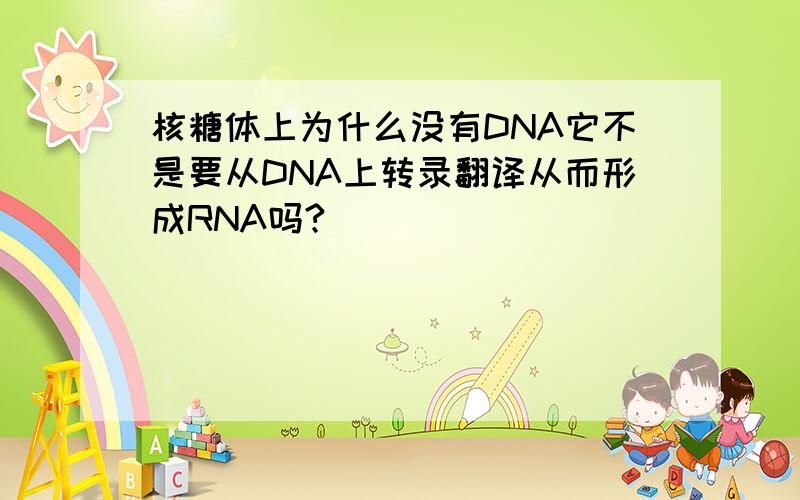 核糖体上为什么没有DNA它不是要从DNA上转录翻译从而形成RNA吗?