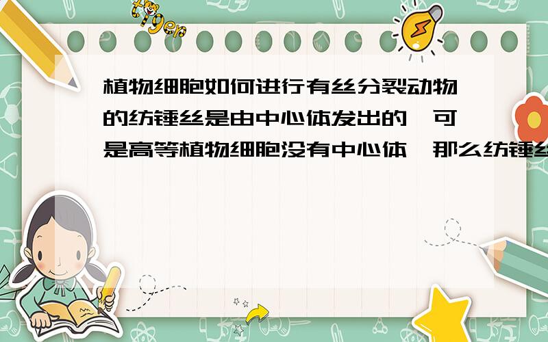 植物细胞如何进行有丝分裂动物的纺锤丝是由中心体发出的,可是高等植物细胞没有中心体,那么纺锤丝是怎么来的呢?
