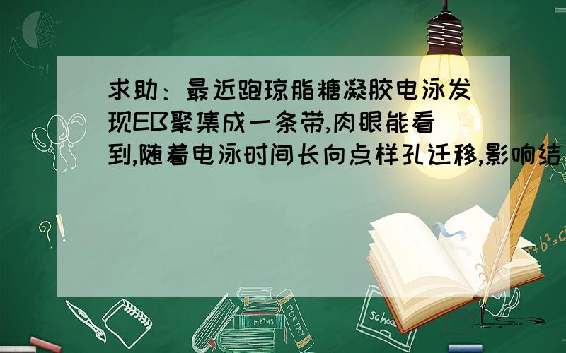 求助：最近跑琼脂糖凝胶电泳发现EB聚集成一条带,肉眼能看到,随着电泳时间长向点样孔迁移,影响结果观察