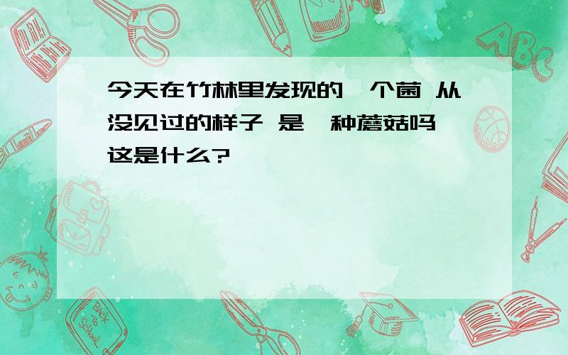 今天在竹林里发现的一个菌 从没见过的样子 是一种蘑菇吗 这是什么?