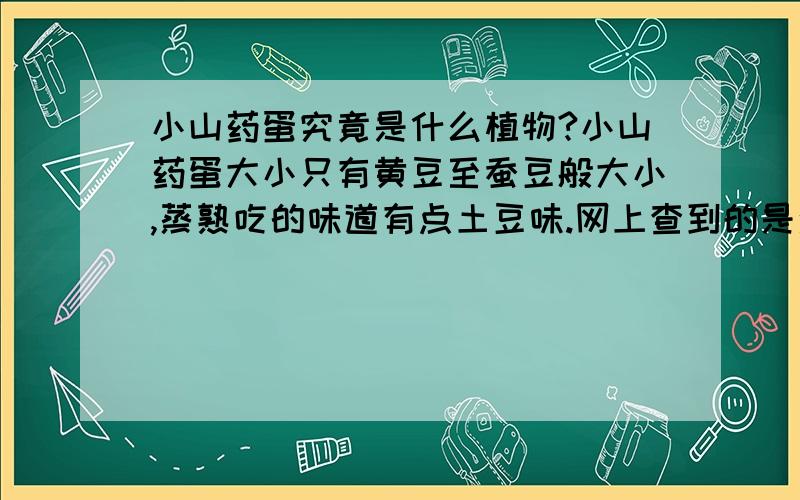 小山药蛋究竟是什么植物?小山药蛋大小只有黄豆至蚕豆般大小,蒸熟吃的味道有点土豆味.网上查到的是众说不一,有的说是山药藤上长的,还有照片,不是长在土里；有的说小山药蛋就是土豆,但