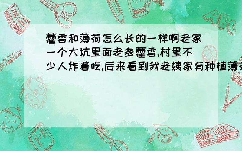 藿香和薄荷怎么长的一样啊老家一个大坑里面老多藿香,村里不少人炸着吃,后来看到我老姨家有种植薄荷的,和藿香长的一个摸样,味道也有点类似,藿香和薄荷是不是一个系列的啊 呵呵我们这