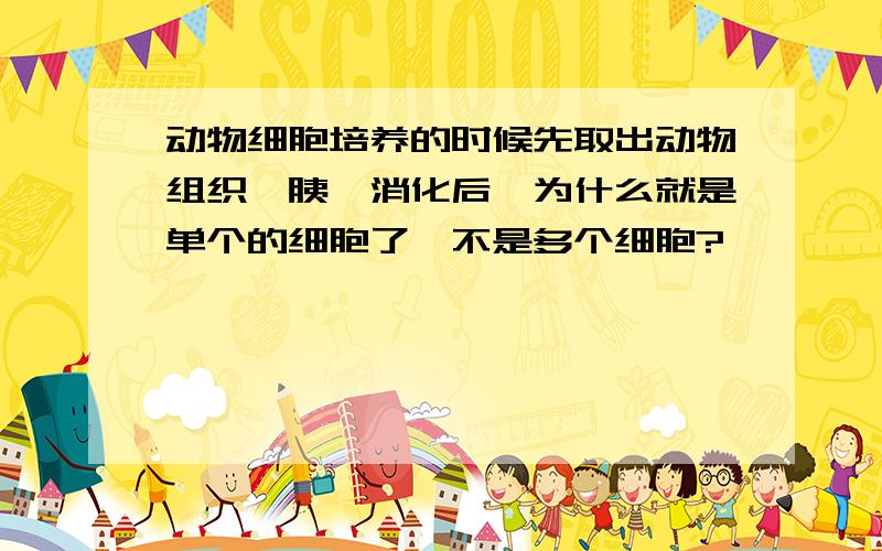 动物细胞培养的时候先取出动物组织,胰酶消化后,为什么就是单个的细胞了,不是多个细胞?