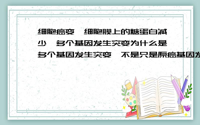 细胞癌变,细胞膜上的糖蛋白减少,多个基因发生突变为什么是多个基因发生突变,不是只是原癌基因发生突变吗?