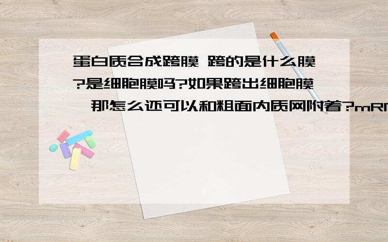 蛋白质合成跨膜 跨的是什么膜?是细胞膜吗?如果跨出细胞膜,那怎么还可以和粗面内质网附着?mRNA加工以后是i在细胞质里的 合成蛋白质的场所是核糖体,粗面内质网也是在细胞质里面的,那么假