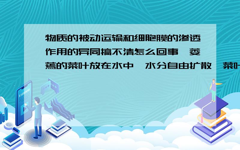 物质的被动运输和细胞膜的渗透作用的异同搞不清怎么回事,萎蔫的菜叶放在水中,水分自由扩散,菜叶吸水可是细胞膜不是还有渗透作用吗?菜叶不是应该更萎蔫吗?求具体分析,不要网上的复制,