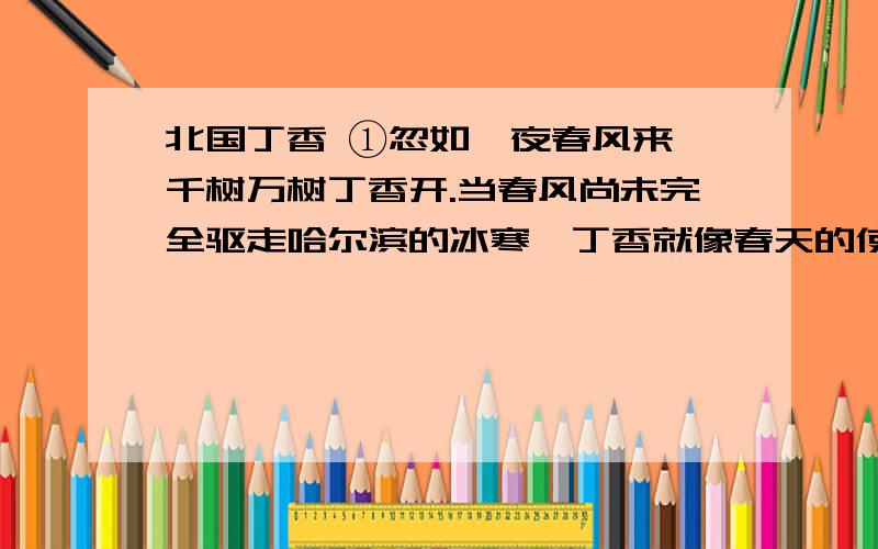 北国丁香 ①忽如一夜春风来,千树万树丁香开.当春风尚未完全驱走哈尔滨的冰寒,丁香就像春天的使者,绽满枝头,如霞如烟.哈尔滨的春天实在是太短暂了.丁香就像春天里的一个梦,与哈尔滨的