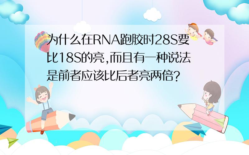 为什么在RNA跑胶时28S要比18S的亮,而且有一种说法是前者应该比后者亮两倍?