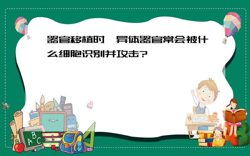 器官移植时,异体器官常会被什么细胞识别并攻击?