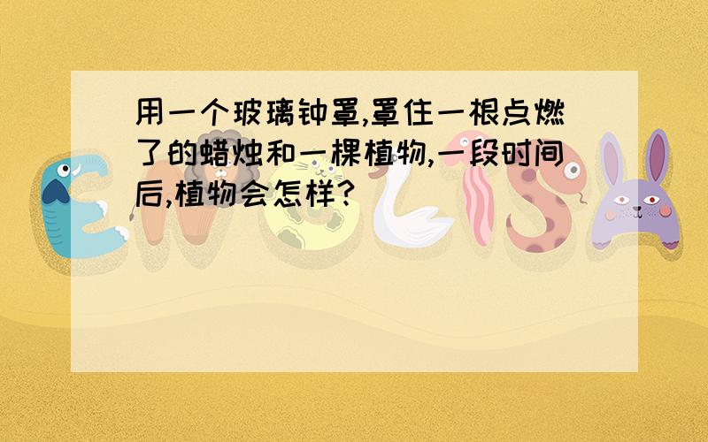 用一个玻璃钟罩,罩住一根点燃了的蜡烛和一棵植物,一段时间后,植物会怎样?