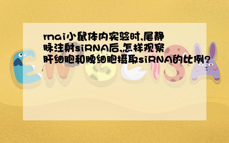 rnai小鼠体内实验时,尾静脉注射siRNA后,怎样观察肝细胞和脾细胞摄取siRNA的比例?