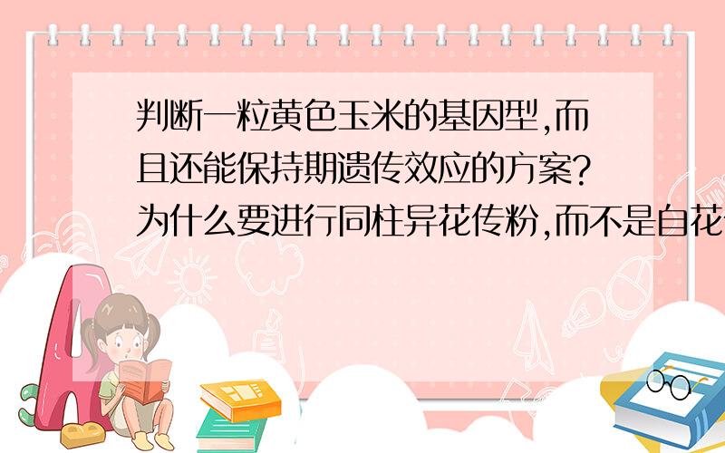 判断一粒黄色玉米的基因型,而且还能保持期遗传效应的方案?为什么要进行同柱异花传粉,而不是自花传粉?