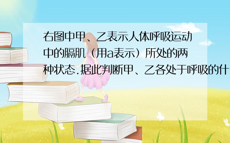 右图中甲、乙表示人体呼吸运动中的膈肌（用a表示）所处的两种状态.据此判断甲、乙各处于呼吸的什么时期