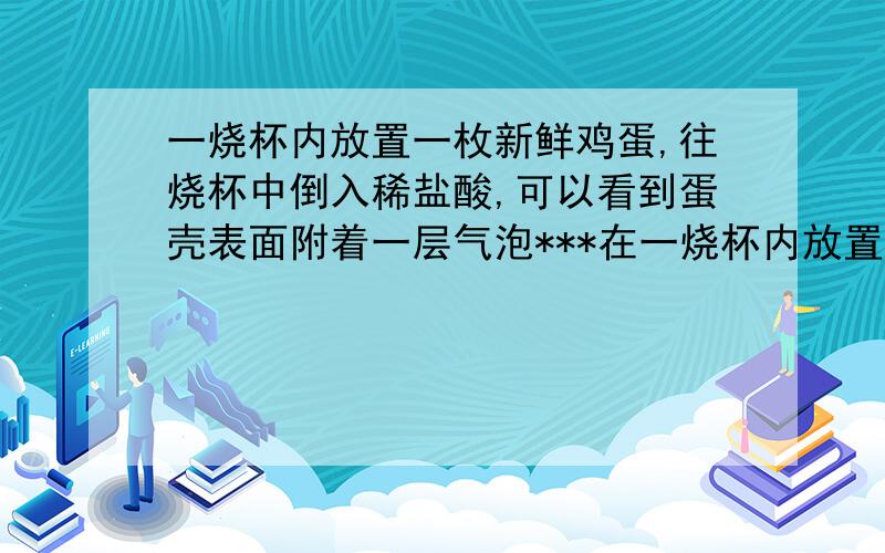 一烧杯内放置一枚新鲜鸡蛋,往烧杯中倒入稀盐酸,可以看到蛋壳表面附着一层气泡***在一烧杯内放置一枚新鲜鸡蛋,往烧杯中倒入稀盐酸,可以看到蛋壳表面附着一层气泡.*（1）产生气泡的原因