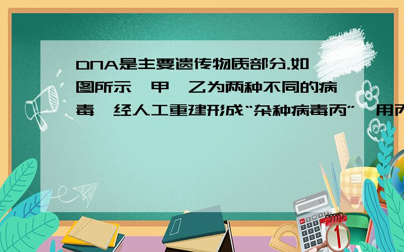 DNA是主要遗传物质部分.如图所示,甲、乙为两种不同的病毒,经人工重建形成“杂种病毒丙”,用丙病毒侵染植物细胞,在植物细胞内增殖后产生的新一代病毒是ABCD中的（　　）