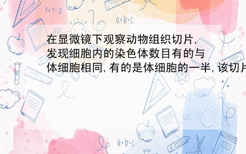 在显微镜下观察动物组织切片,发现细胞内的染色体数目有的与体细胞相同,有的是体细胞的一半,该切片取自：A.人的原肠培细胞 B.牛的卵巢 C.绵羊的肝脏 D.家兔的胚胎