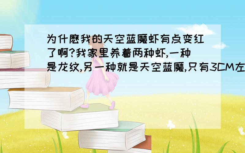 为什麽我的天空蓝魔虾有点变红了啊?我家里养着两种虾,一种是龙纹,另一种就是天空蓝魔,只有3CM左右,但最近我发现两种虾外壳都有一点变红了,会不会是我喂养的饲料有问题啊,因为我用的是