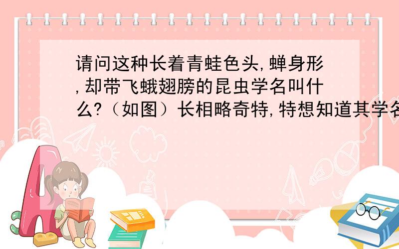 请问这种长着青蛙色头,蝉身形,却带飞蛾翅膀的昆虫学名叫什么?（如图）长相略奇特,特想知道其学名啊,)如上图