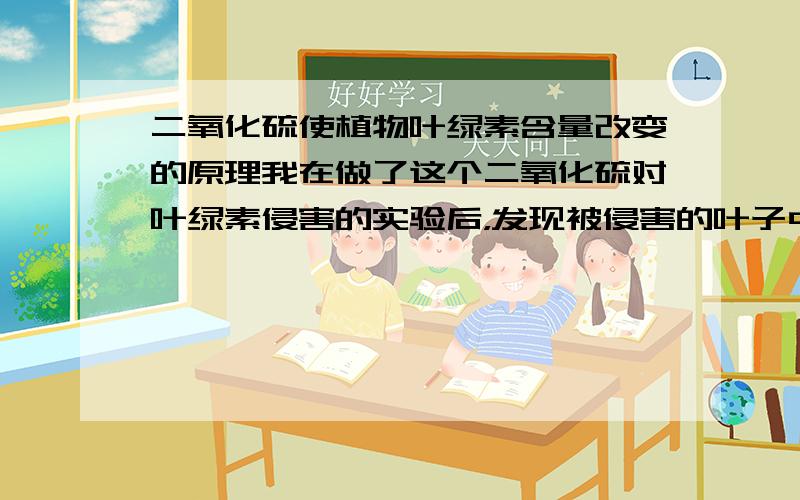 二氧化硫使植物叶绿素含量改变的原理我在做了这个二氧化硫对叶绿素侵害的实验后，发现被侵害的叶子中叶绿素A和B的含量发生了改变。我想知道的就是这2其中的原因