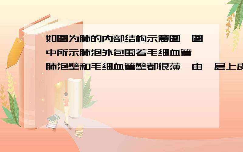 如图为肺的内部结构示意图,图中所示肺泡外包围着毛细血管,肺泡壁和毛细血管壁都很薄,由一层上皮细胞构成,这有利于（）  A 肺与外界的气体交换 B 增加肺进行气体交换面积  C 肺与血液进