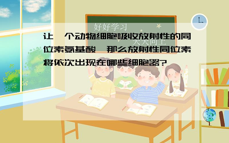 让一个动物细胞吸收放射性的同位素氨基酸,那么放射性同位素将依次出现在哪些细胞器?