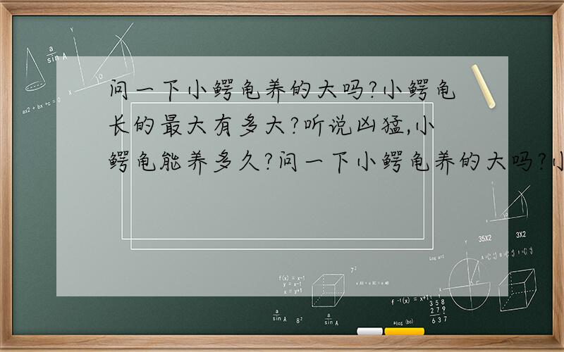 问一下小鳄龟养的大吗?小鳄龟长的最大有多大?听说凶猛,小鳄龟能养多久?问一下小鳄龟养的大吗?小鳄龟长的最大有多大?听说凶猛,小鳄龟能养多久?