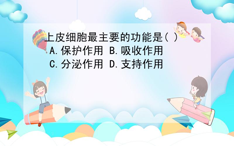 上皮细胞最主要的功能是( ) A.保护作用 B.吸收作用 C.分泌作用 D.支持作用