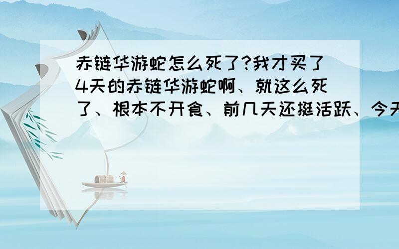 赤链华游蛇怎么死了?我才买了4天的赤链华游蛇啊、就这么死了、根本不开食、前几天还挺活跃、今天放学回来发现不动了、盒子一番、都僵硬了、肯定是死了、为什么啊、对了、买的时候