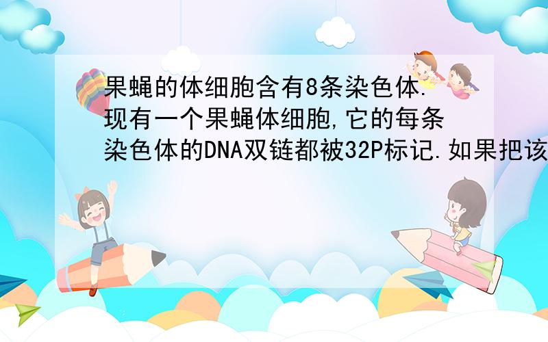 果蝇的体细胞含有8条染色体.现有一个果蝇体细胞,它的每条染色体的DNA双链都被32P标记.如果把该细胞放在不含32P的培养基中培养,使其连续分裂.那么将会在第几次细胞分裂中出现:每个细胞的