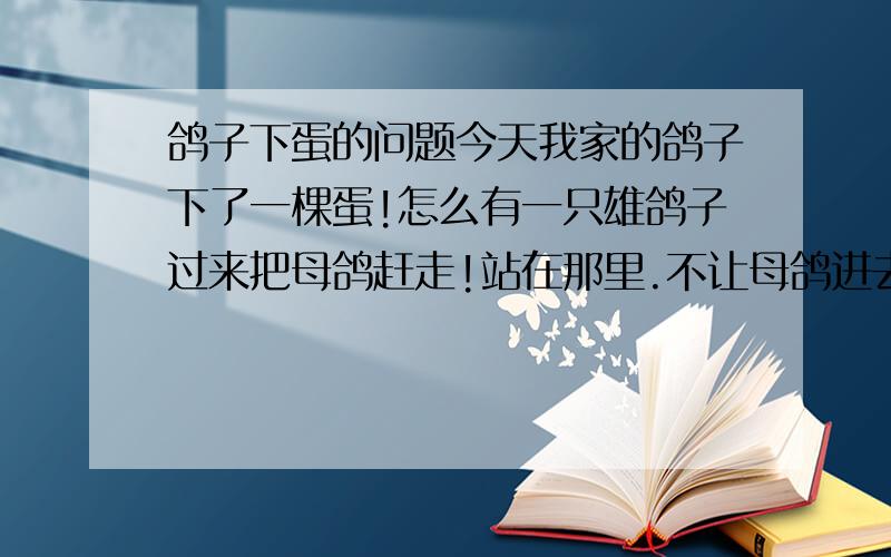 鸽子下蛋的问题今天我家的鸽子下了一棵蛋!怎么有一只雄鸽子过来把母鸽赶走!站在那里.不让母鸽进去孵蛋?是为什么?那只雄鸽和母鸽不是一对的!