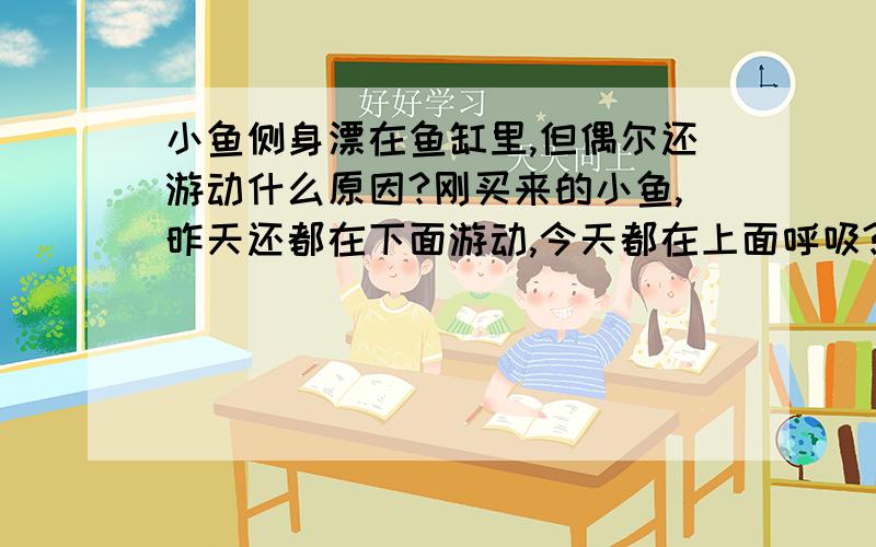 小鱼侧身漂在鱼缸里,但偶尔还游动什么原因?刚买来的小鱼,昨天还都在下面游动,今天都在上面呼吸?啥情况