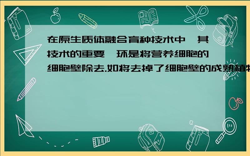 在原生质体融合育种技术中,其技术的重要一环是将营养细胞的细胞壁除去.如将去掉了细胞壁的成熟植物细胞置于清水中,细胞将A.皱缩 B.胀破 C.呈球形 D.保持原状