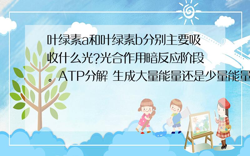 叶绿素a和叶绿素b分别主要吸收什么光?光合作用暗反应阶段。ATP分解 生成大量能量还是少量能量