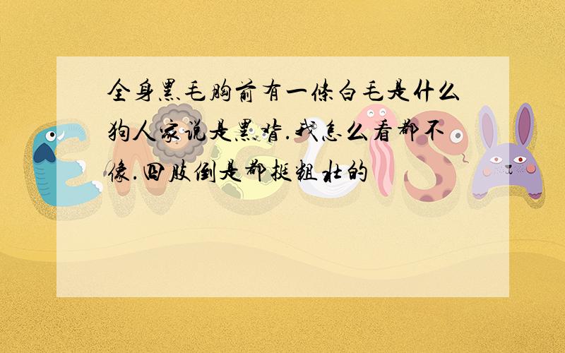 全身黑毛胸前有一条白毛是什么狗人家说是黑背.我怎么看都不像.四肢倒是都挺粗壮的