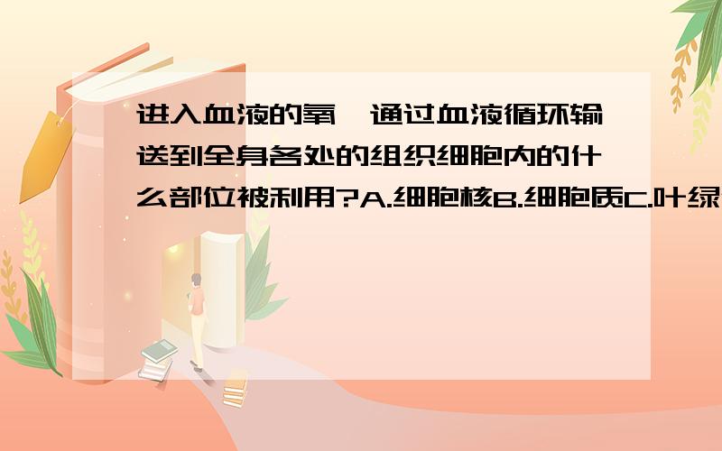 进入血液的氧,通过血液循环输送到全身各处的组织细胞内的什么部位被利用?A.细胞核B.细胞质C.叶绿体D.线粒体