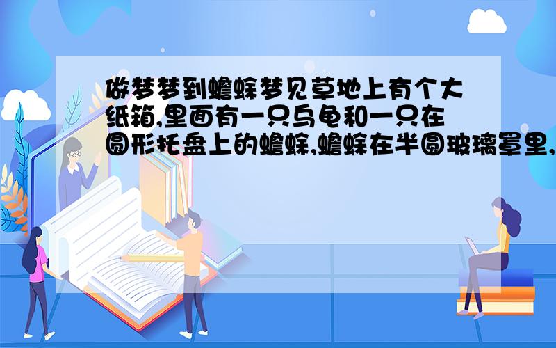 做梦梦到蟾蜍梦见草地上有个大纸箱,里面有一只乌龟和一只在圆形托盘上的蟾蜍,蟾蜍在半圆玻璃罩里,托盘上还有不多的水,然后我就把蟾蜍抱起来拿回家,路上还吓到不少人,到家门口蟾蜍又