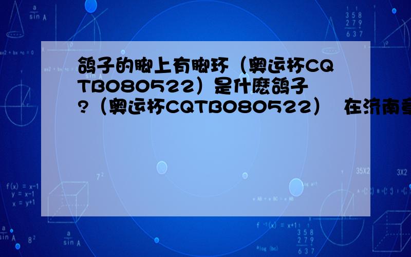 鸽子的脚上有脚环（奥运杯CQTB080522）是什麽鸽子?（奥运杯CQTB080522）  在济南章丘捡的.