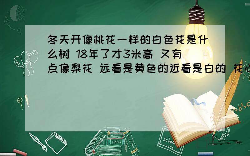 冬天开像桃花一样的白色花是什么树 18年了才3米高 又有点像梨花 远看是黄色的近看是白的 花心又点黄冬天开花不接果 求教这是什么树啊 看图片花像是梨花 但是树好像跟梨树不一样